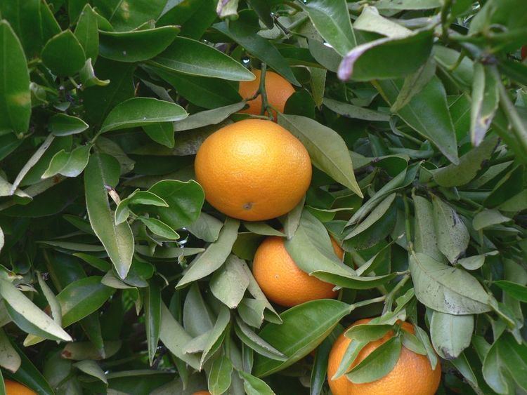 Tangor Citrus pages Mandarin hybrids