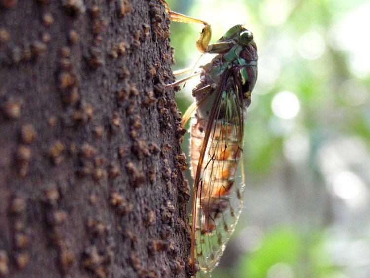 Tanna japonensis Semi Cicadas