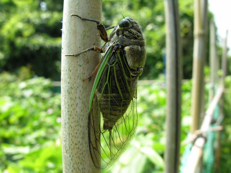 Tanna japonensis Semi Cicadas