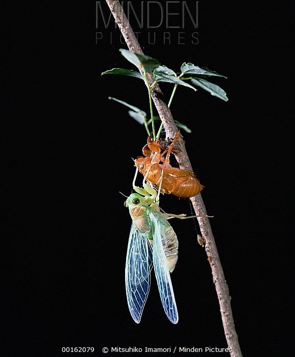 Tanna japonensis Minden Pictures stock photos Cicada Tanna japonensis emerging