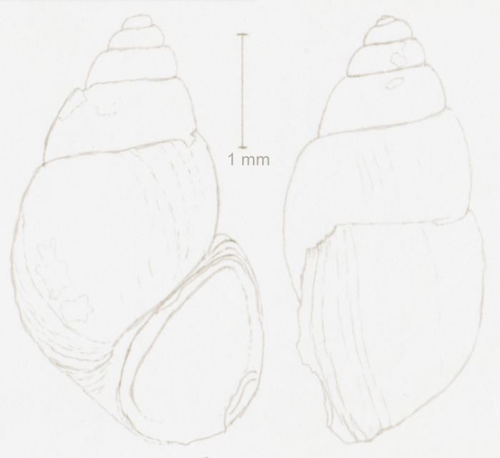 Tanousia runtoniana