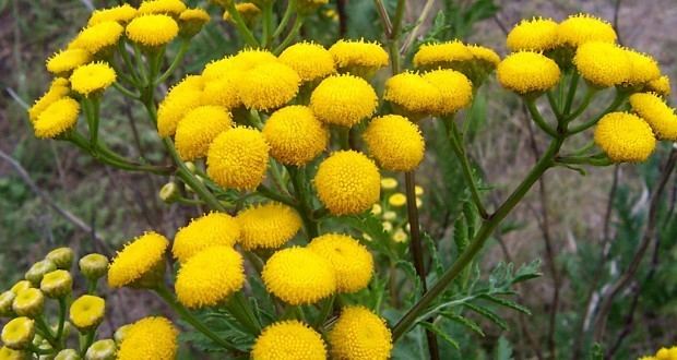 Tansy Tansy and Its Many Uses Off The Grid News