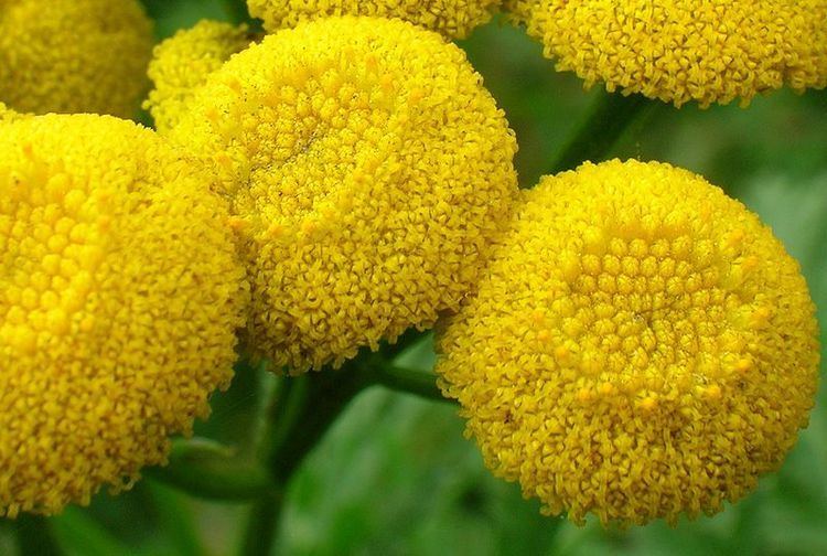 Tansy Tansy Plant Uses and Warnings History and Folklore