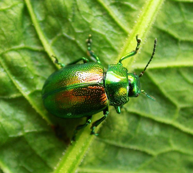 Tansy beetle Tansy beetle Wikipedia