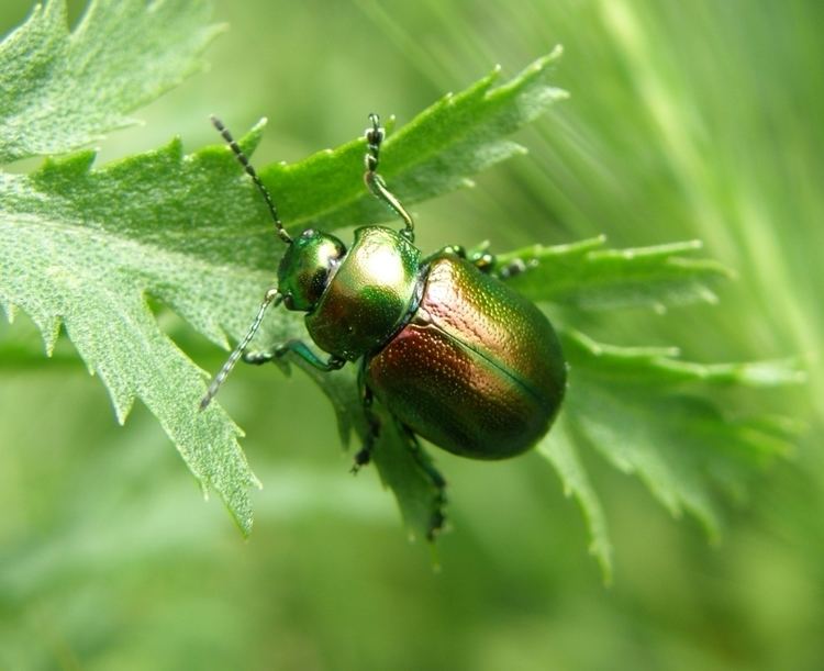 Tansy beetle Tansy beetle Buglife