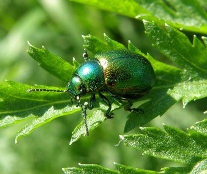 Tansy beetle Threats to Tansy beetles Buglife