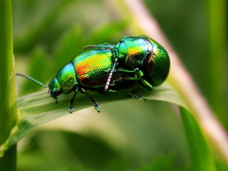 Tansy beetle Tansy Beetle The Deep
