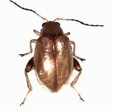Tansy ragwort flea beetle httpsuploadwikimediaorgwikipediacommonsthu