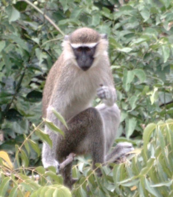 Tantalus monkey iGoTerra