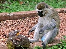 Tantalus monkey httpsuploadwikimediaorgwikipediacommonsthu