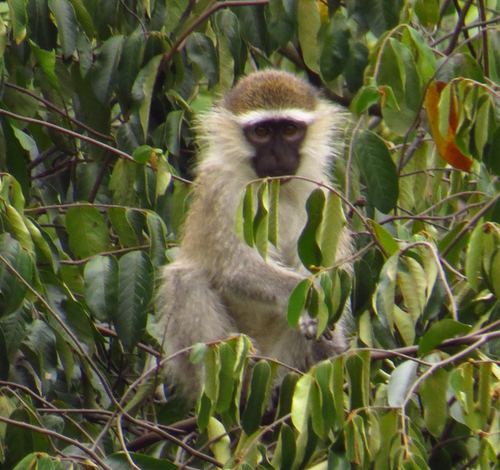 Tantalus monkey Tantalus Monkey observed by joachim on September 22 2015