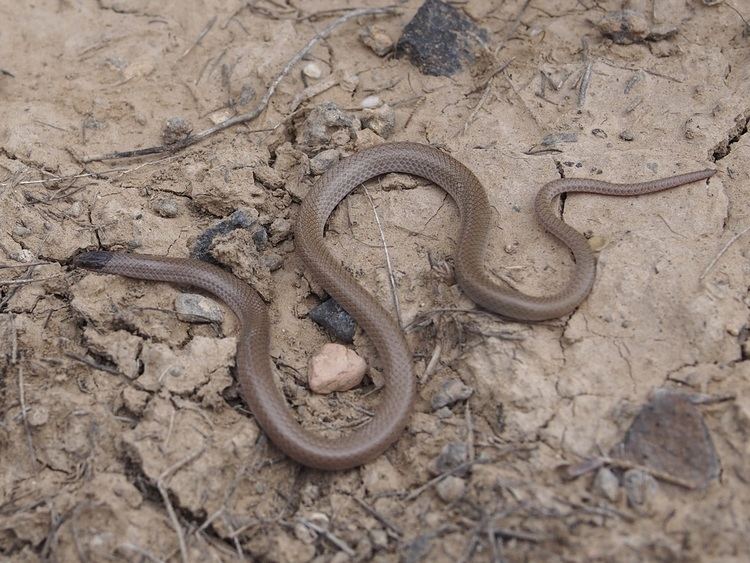 Tantilla hobartsmithi Colorado Snakes Southwestern Blackhead Snake Tantilla hobartsmithi