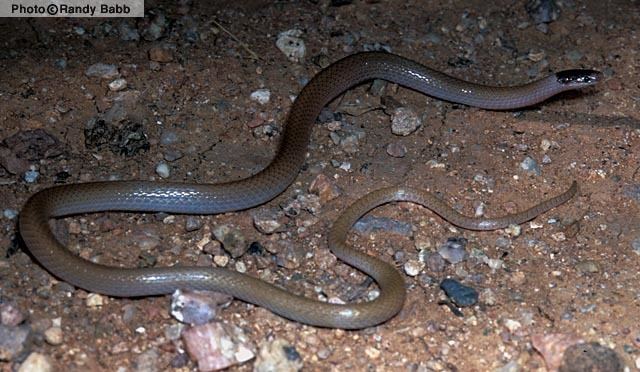 Tantilla hobartsmithi Smith39s Blackheaded Snake Tantilla hobartsmithi Reptiles of Arizona