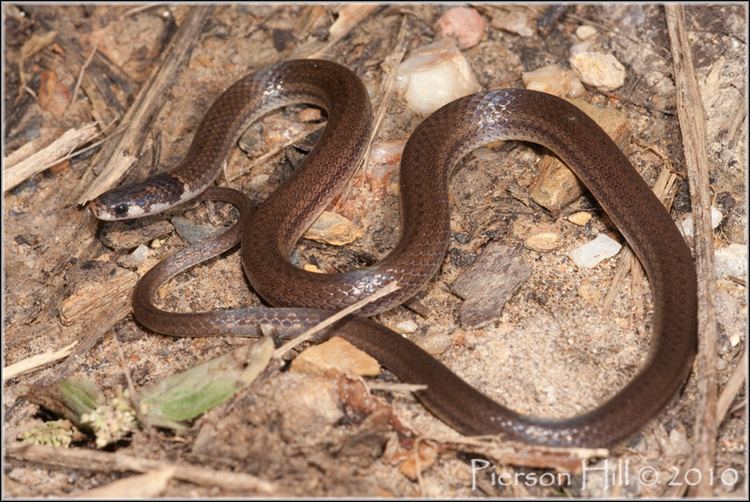 Tantilla melanocephala Tropical Blackhead Snake Tantilla melanocephala This sma Flickr