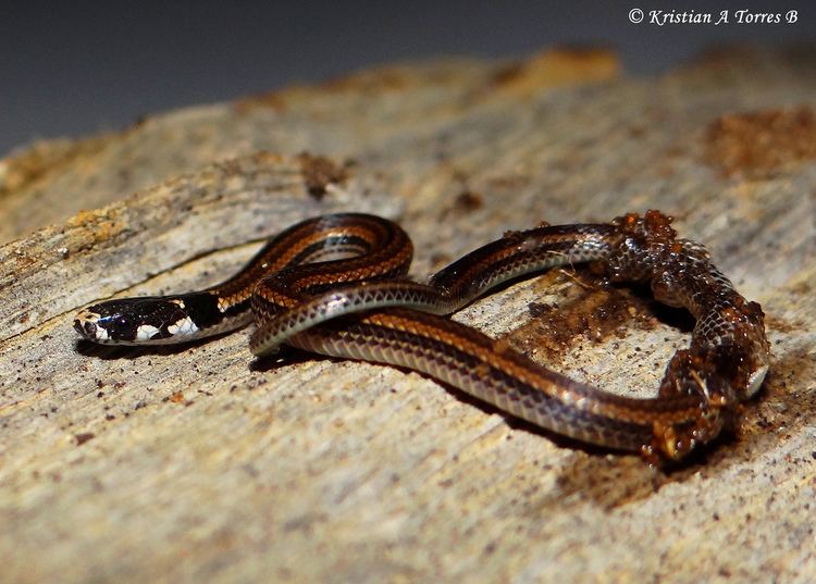 Tantilla melanocephala BlackHeaded Snake Tantilla melanocephala Kristian Torres Flickr