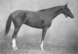 Tanya (horse) httpsuploadwikimediaorgwikipediacommonsthu