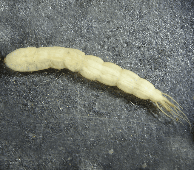 Tanyderidae Tanyderidae California Department of Fish and Wildlife