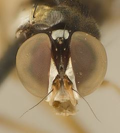 Tanypezidae httpsuploadwikimediaorgwikipediacommonsthu