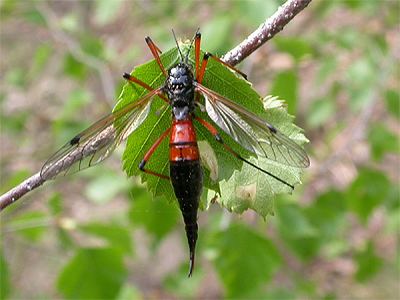 Tanyptera Tanyptera nigricornis