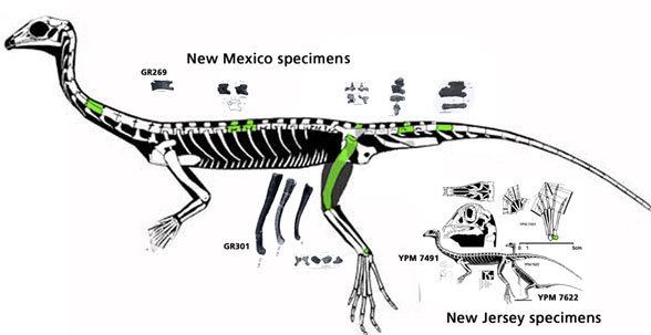 Tanytrachelos Tanytrachelos and Fuyuansaurus