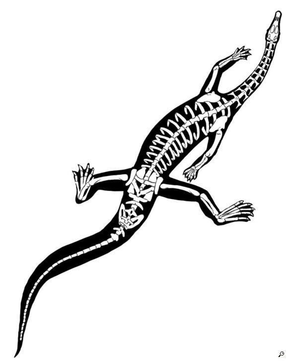 Tanytrachelos Tanytrachelos silhouette showing skeleton for Virginia Museum of
