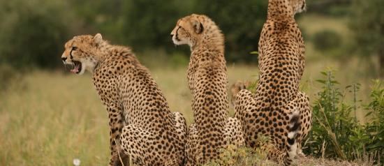 Tanzanian cheetah Tanzanian Cheetah Picture of Lights on Africa Destinations