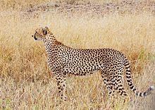 Tanzanian cheetah Tanzanian cheetah Wikipedia