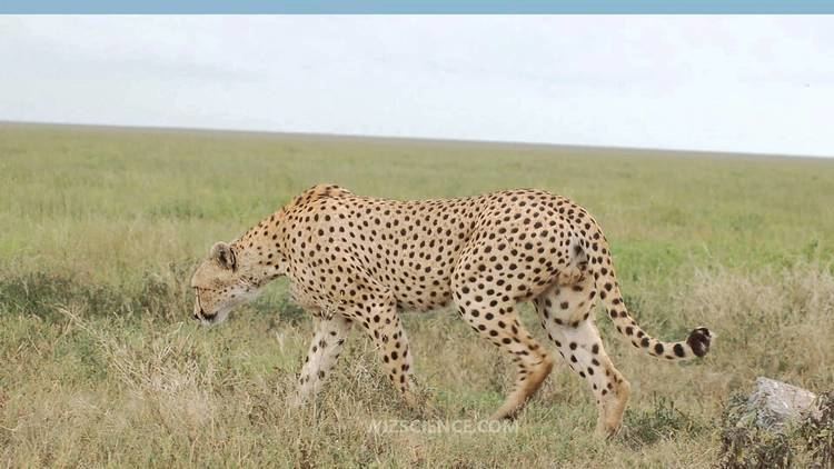Tanzanian cheetah Tanzanian cheetah Video Learning WizSciencecom YouTube