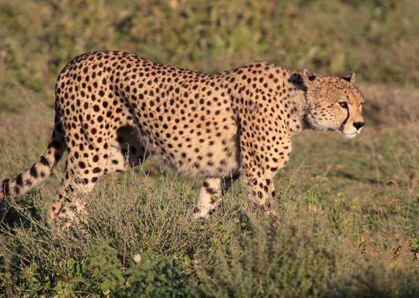 Tanzanian cheetah httpsi2wpcomatozanimalsnetwpcontentuploa