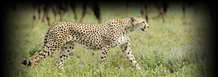 Tanzanian cheetah Philanthropy Tanzania Serengeti Cheetah Project Sanctuary Retreats