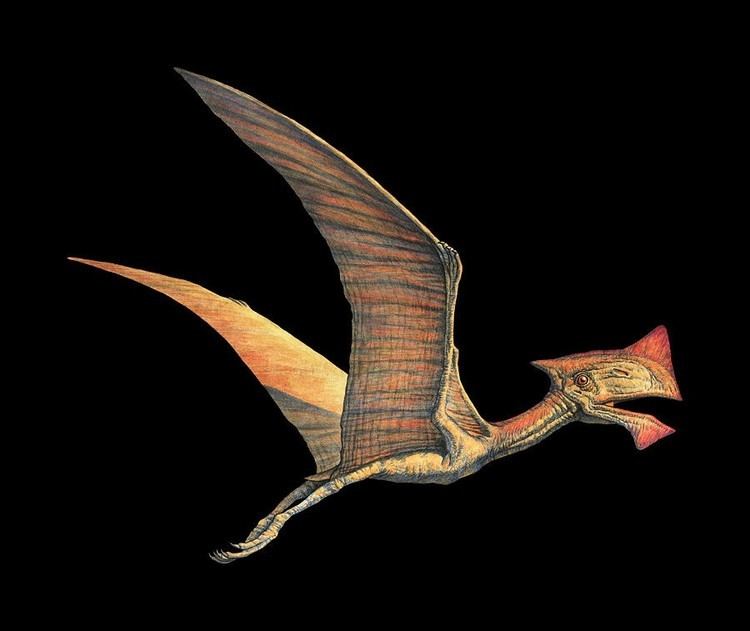 Tapejara (pterosaur) Tapejara Pictures amp Facts The Dinosaur Database