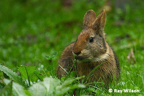 Tapeti Brazilian Rabbit Sylvilagus brasiliensis