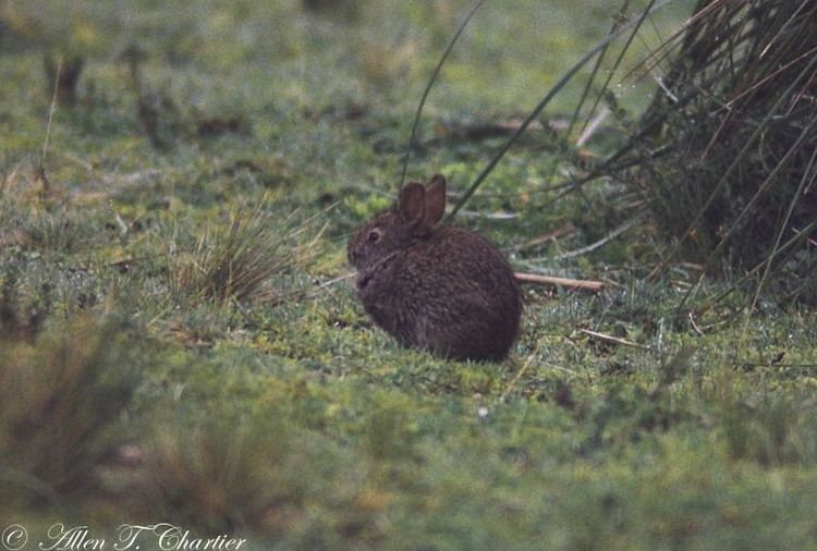 Tapeti Sylvilagus brasiliensis