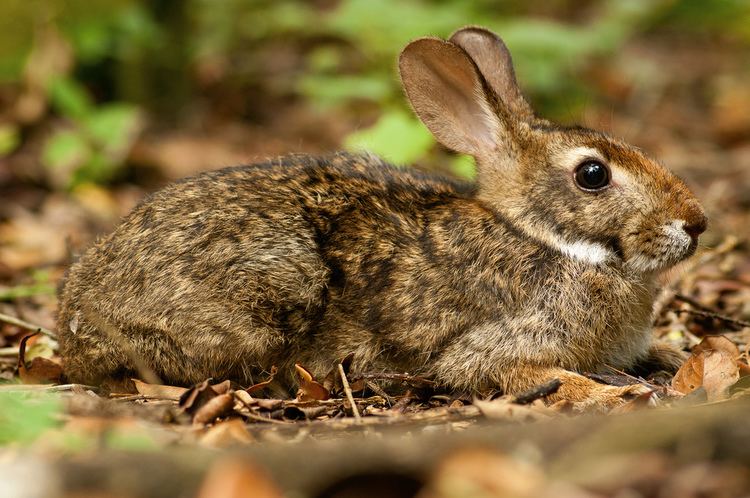 Tapeti Sylvilagus brasiliensis Cotton tail rabbit Tapiti M Flickr