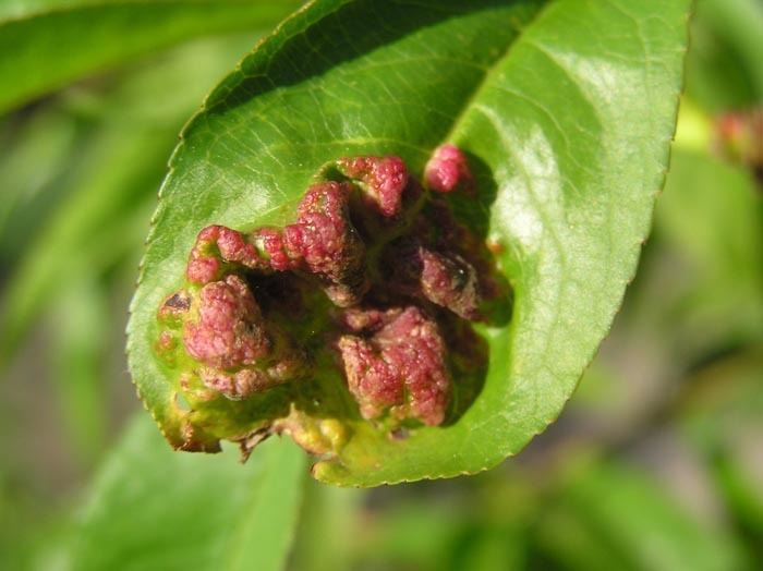 Taphrina deformans Image Taphrina deformans Leaf Curl of Peach BioLibcz