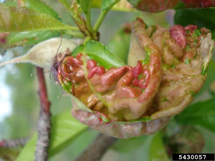 Taphrina deformans Taphrina deformans