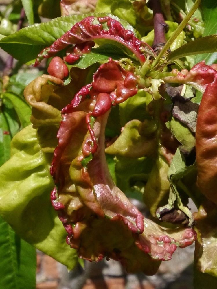 Taphrina deformans Peach Leaf Curl Taphrina deformans NatureSpot