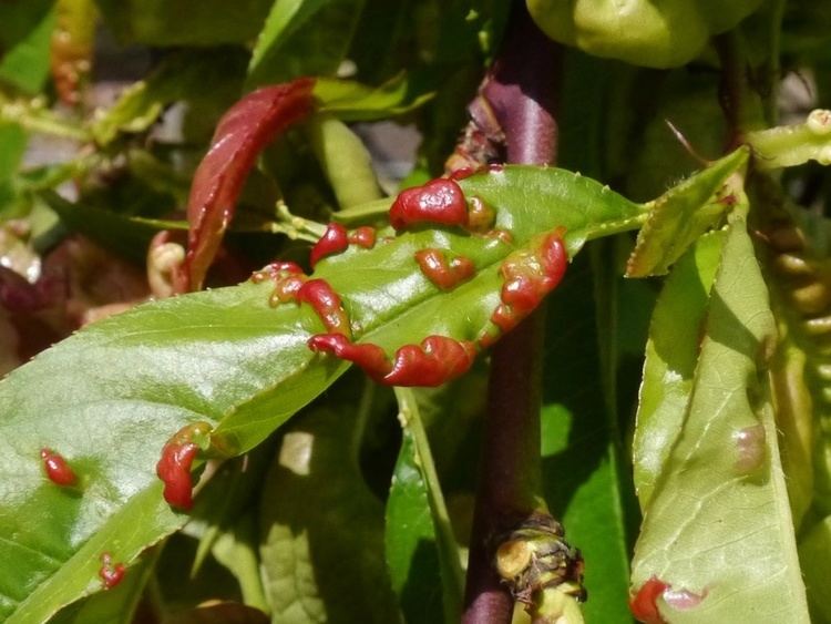 Taphrina deformans Peach Leaf Curl Taphrina deformans NatureSpot