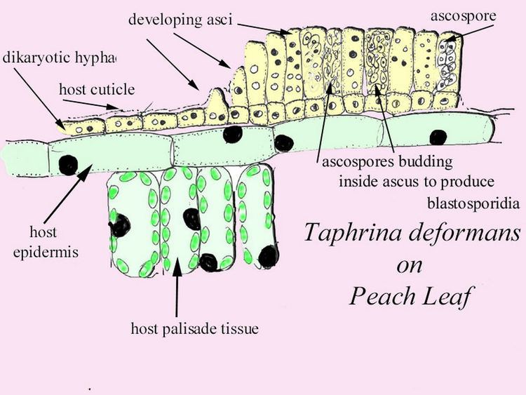 Taphrina Taphrina deformans labelled diagram