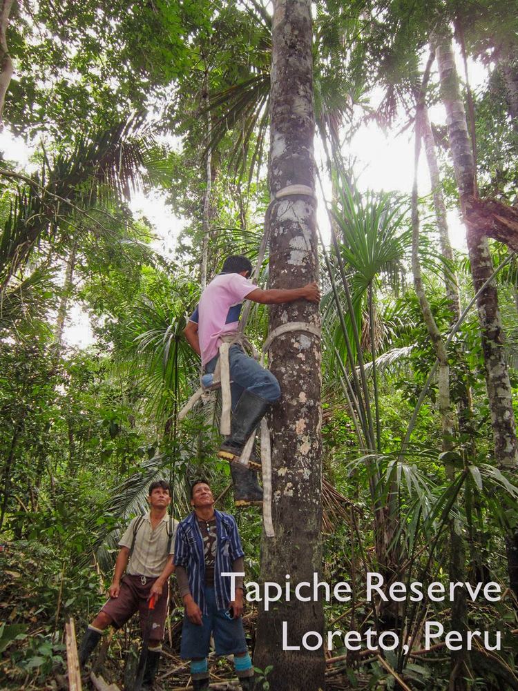 Tapiche Reserve The Aa Project at Tapiche Reserve Jungle Iquitos Peru