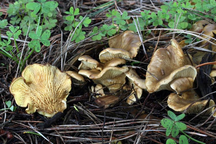 Tapinella (fungus) California Fungi Tapinella panuoides