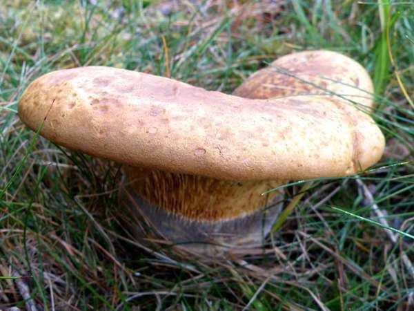 Tapinella (fungus) Tapinella atrotomentosa Velvet Rollrim mushroom