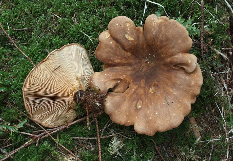 Tapinella (fungus) httpsuploadwikimediaorgwikipediacommonsff