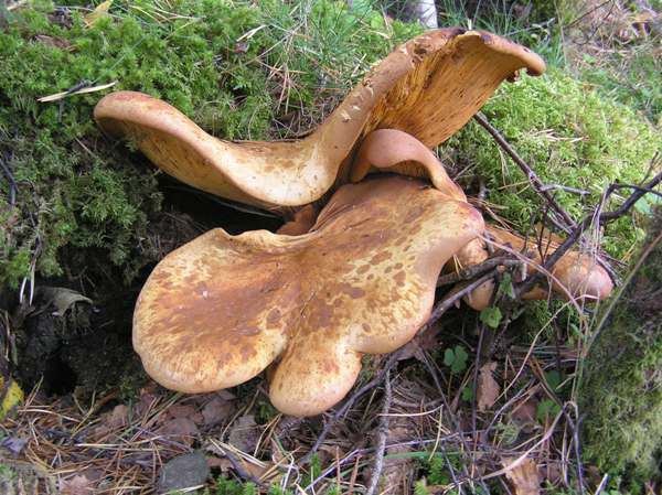 Tapinella (fungus) Tapinella atrotomentosa Velvet Rollrim mushroom