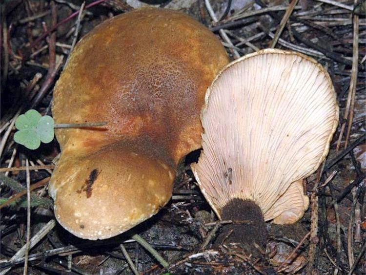 Tapinella (fungus) California Fungi Tapinella atrotomentosa