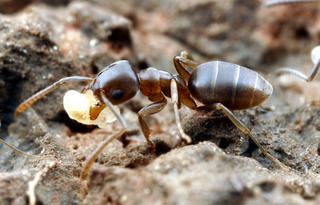 Tapinoma Tapinoma sessile Odorous house ant Discover Life