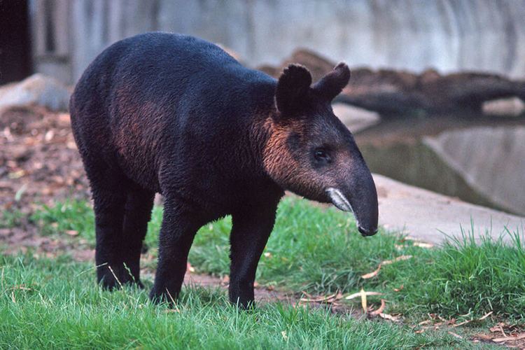 Tapir Tapir San Diego Zoo Animals amp Plants