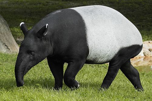 Tapir Tapir Facts History Useful Information and Amazing Pictures