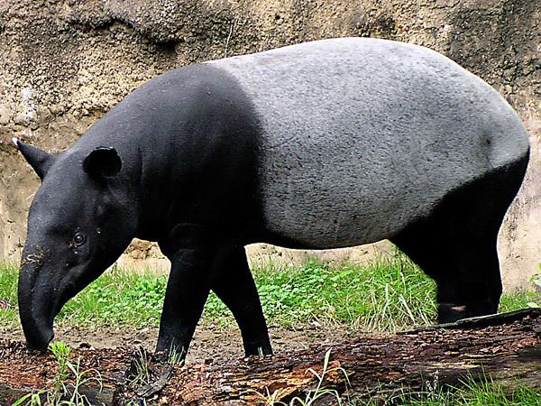 Tapir Malayan TapirEndangered animals listOur endangered animals