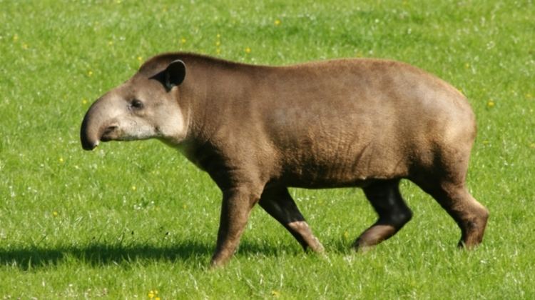 Tapir Lowland tapir information from Marwell The Zoo